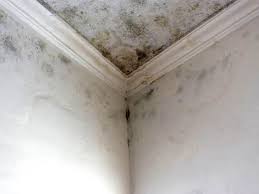 Best Commercial Mold Inspection  in Boone, IA